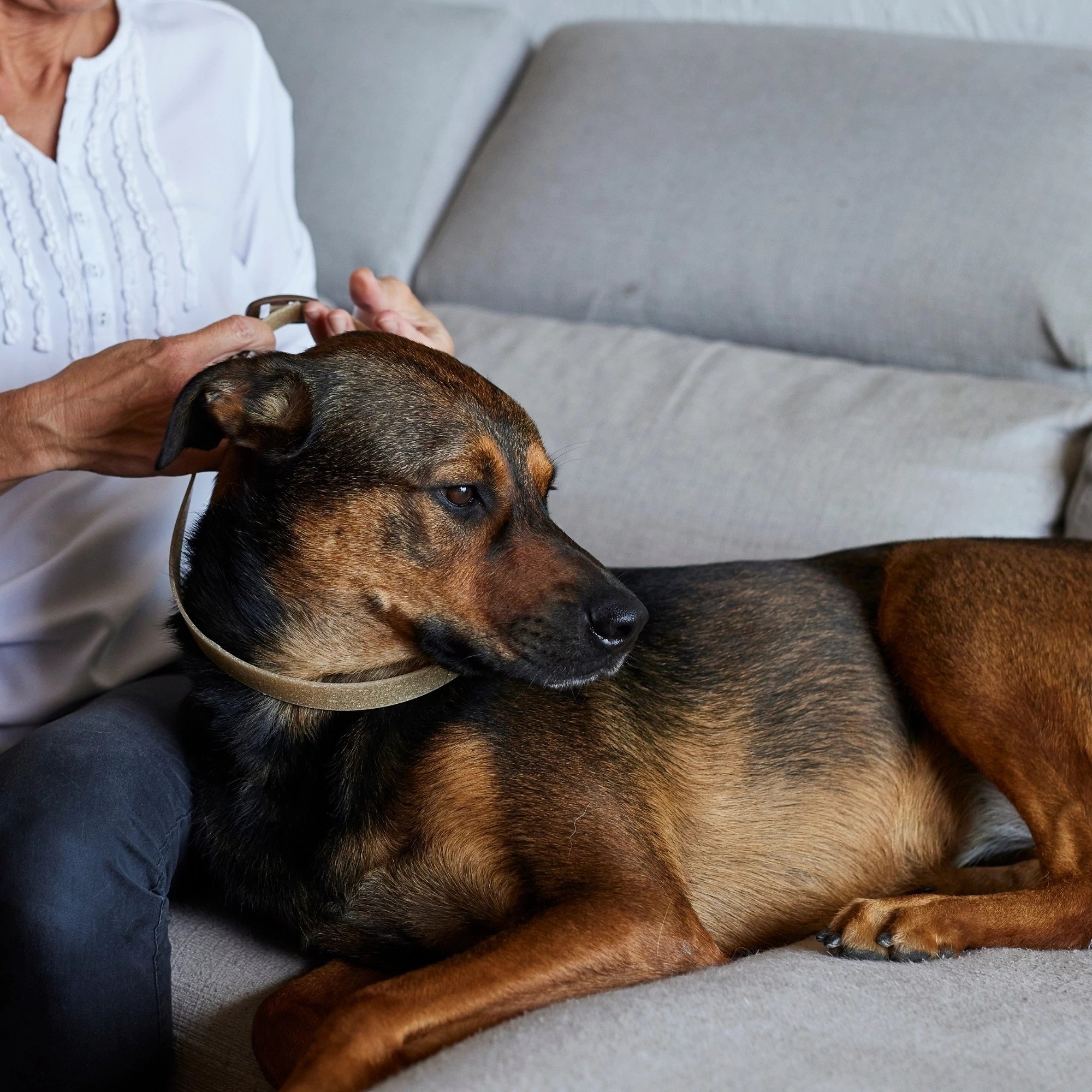 Collar calmante Zenidog para perros medianos y grandes