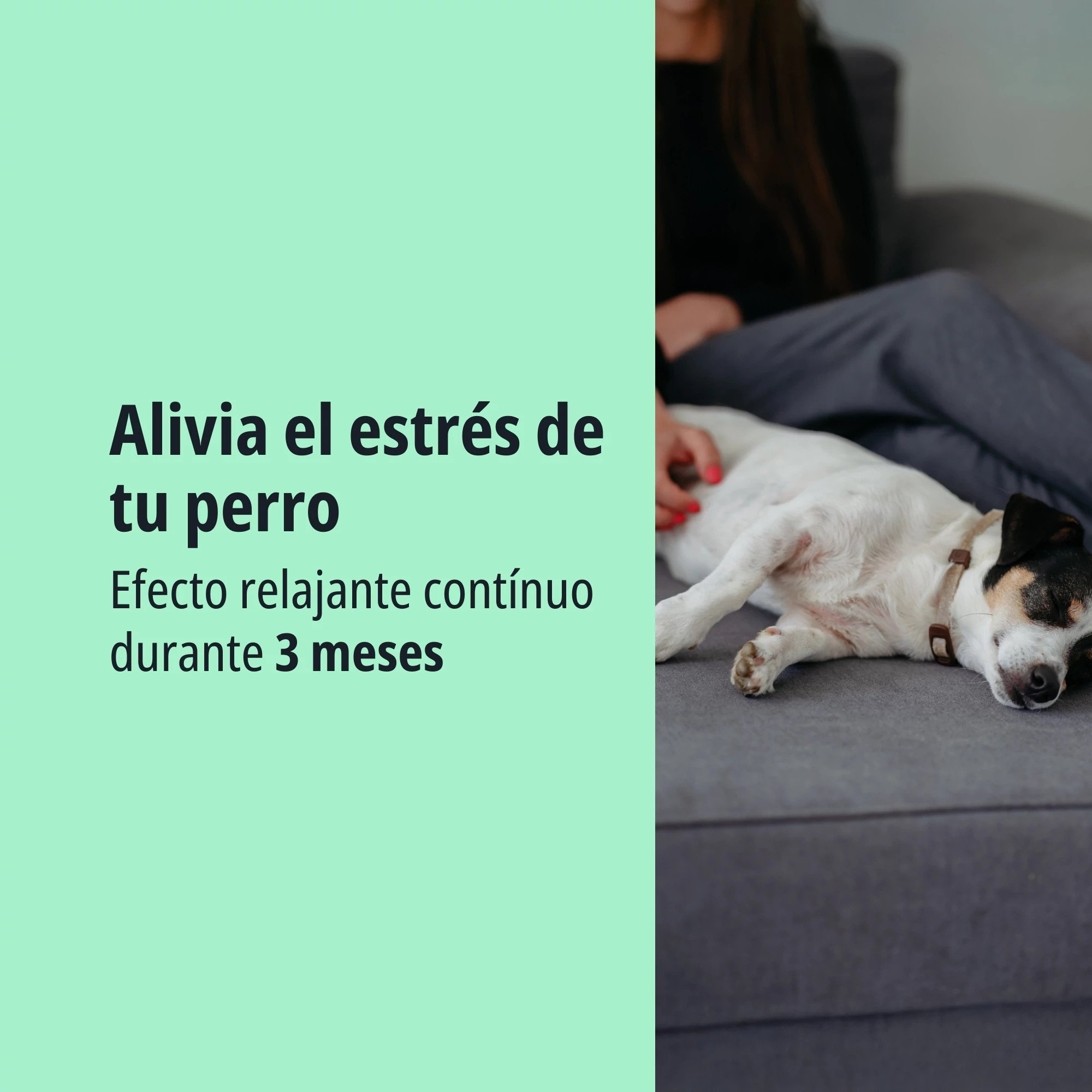 Zenidog Collar M/L con feromonas calmantes para perros medianos y grandes