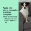 ES_Zenidog-difusor_Visual-3_2026.jpg