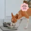 ES_A2-Perros_Unity-visual_5_2026.jpg