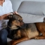 ES_Zenidog-collar_Visual-5_2026.jpg
