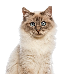 Cara gato