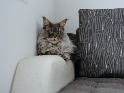 gato-estresado-en-el-sofa