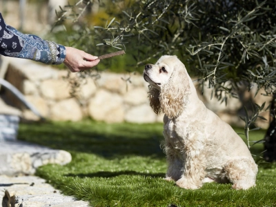 Un snack saludable para evitar el sarro