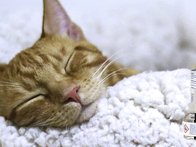 gato_zenifel_durmiendo