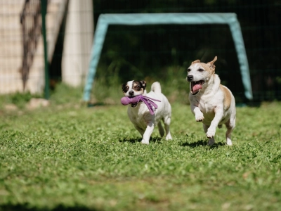 perro-jugando-corriendo-campo