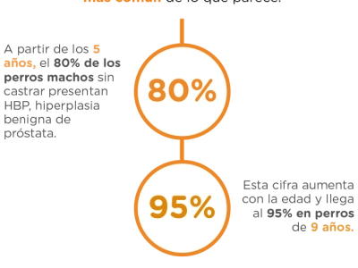 datos-hiperplasia-prostata-perros