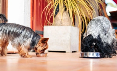 consejos-adelgazar-perro