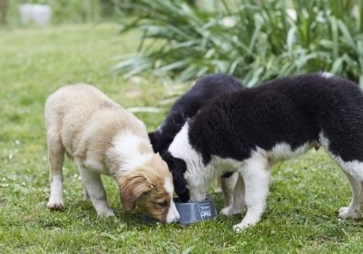 07b7066d4bfe-dieta-cachorros-comiendo