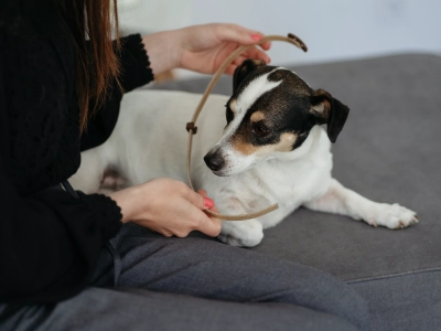 zenidog-perro-calmado-collar