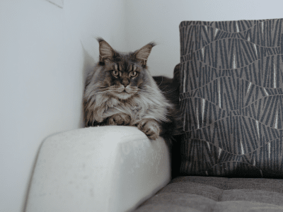 gato-estresado-en-el-sofa