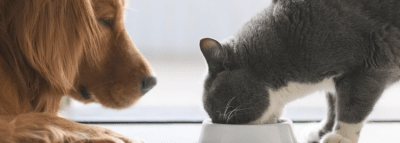 65173fc4b125-comida_sana_perros_gatos