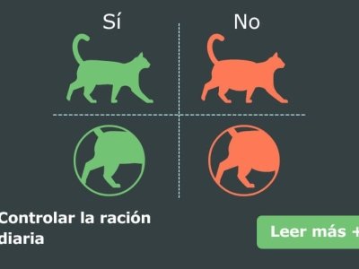 condicion-corporal-gato