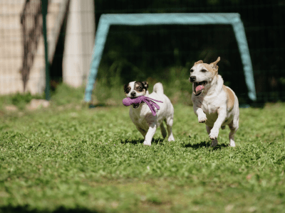 perro-jugando-corriendo-campo