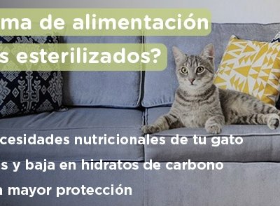 dieta-gato-esterilizado