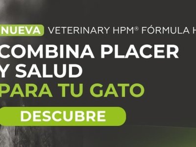 COMIDA-HUMEDA-GATOS-BANNER