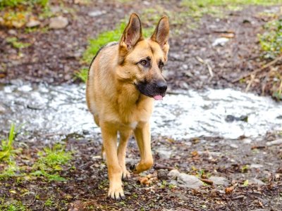 paseando-con-blondi-003