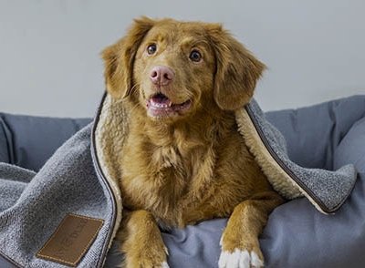 sensibilidad-digestiva-perro