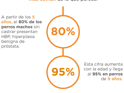 datos-hiperplasia-prostata-perros