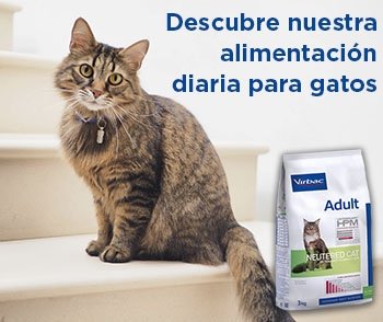 son perros y gatos carnívoros naturales