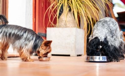 consejos-adelgazar-perro