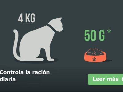 racion-diaria-gato