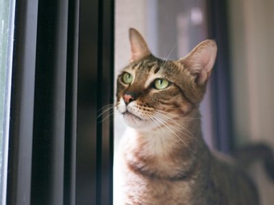 gato-coronavirus-confinamiento