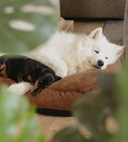 Zenidog comportamiento perros