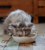 Kitten eating