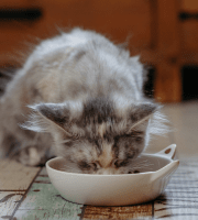 Kitten_eating_indoor_alone_advice