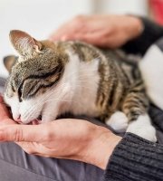 Tabby cat licking a person's hand while resting on their lap indoors.