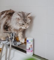 Cat shampoo
