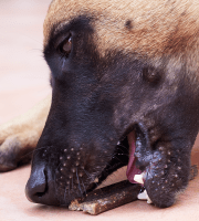 Dog_Veggiedent chew_eating_outdoor_alone_advice